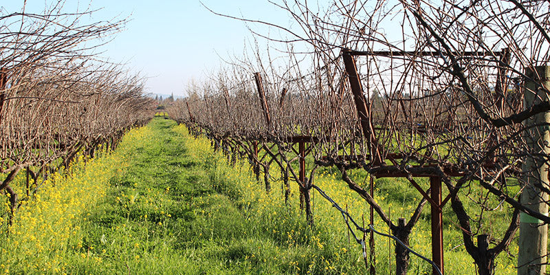 Asheville's best free wine tasting.