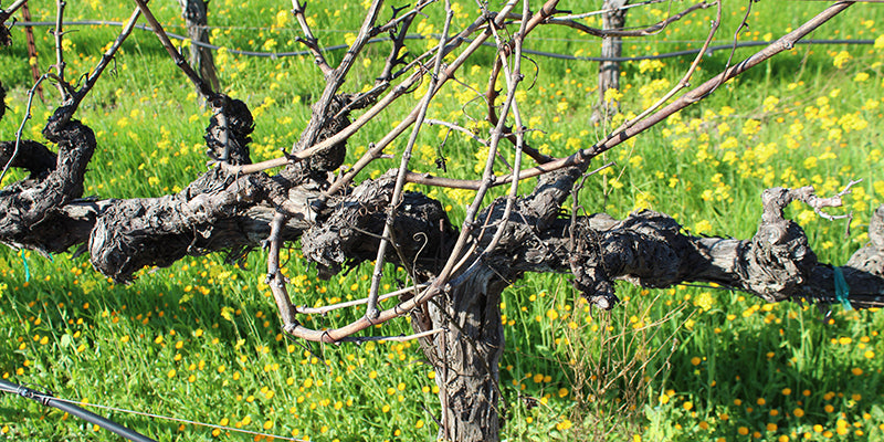 Great Wines from Old Vines - Wine Tasting - Saturday, April 27