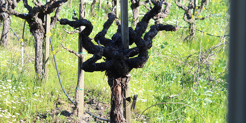 Try Three for Free - Michel Gassier Wines