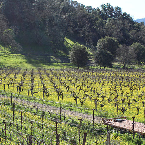 New Zealand Wines, Beyond Sauvignon Blanc