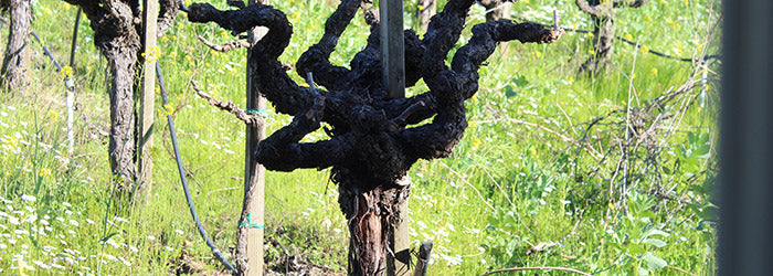 A Pacific-Northwest Wine Down