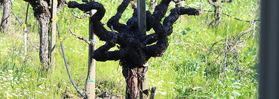 The Taste Of Old Vine Wines - Free on Fridays Wine Tasting